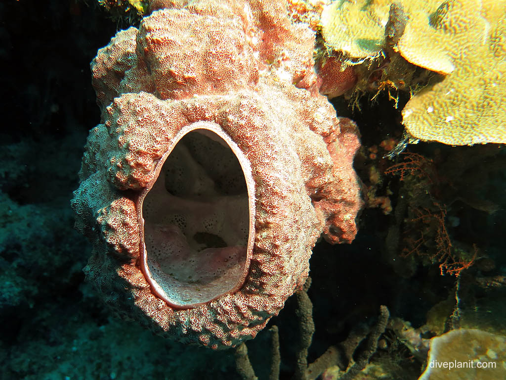 Ascidian at Landoro Garden diving Uepi in the Solomon Islands by Diveplanit