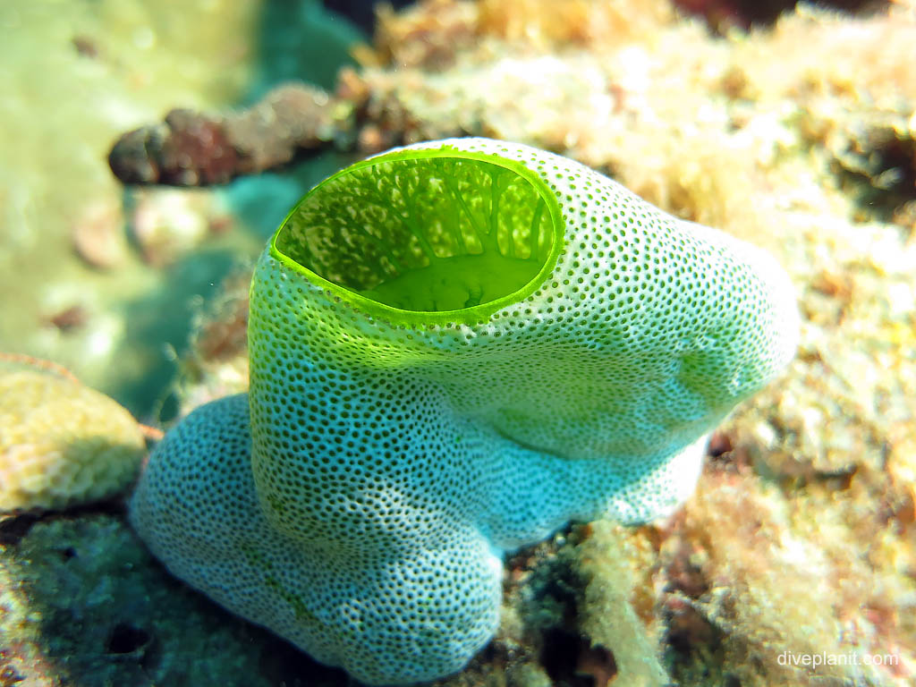 Ascidian at Landoro Garden diving Uepi in the Solomon Islands by Diveplanit