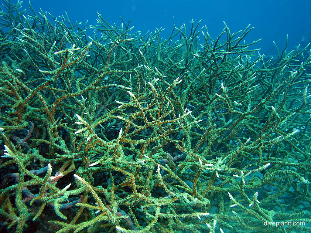 Staghorn coral at Landoro Garden diving Uepi in the Solomon Islands by Diveplanit