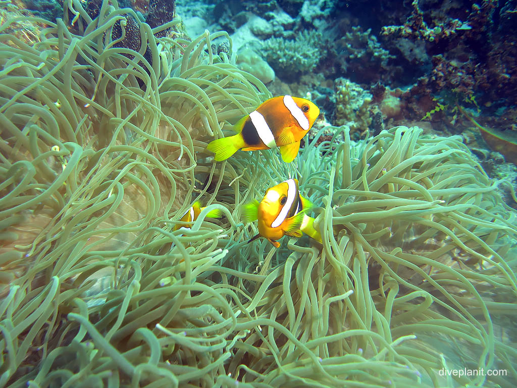 Local Anemonefish at Landoro Garden diving Uepi in the Solomon Islands by Diveplanit