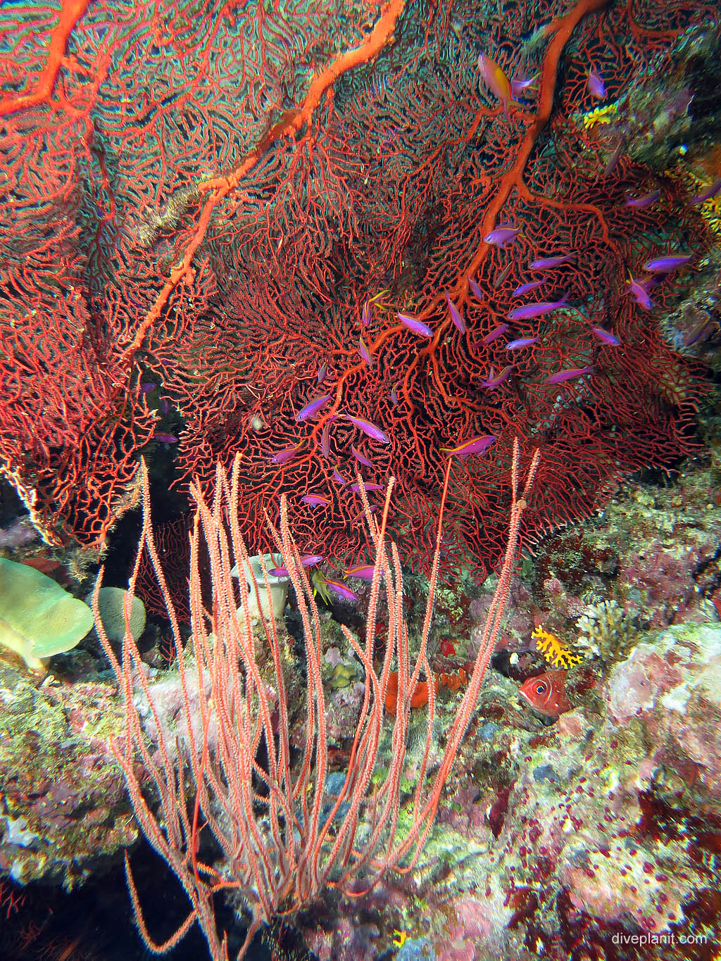 Queen basslets with red fan and whips at Uepi Point diving Uepi in the Solomon Islands by Diveplanit