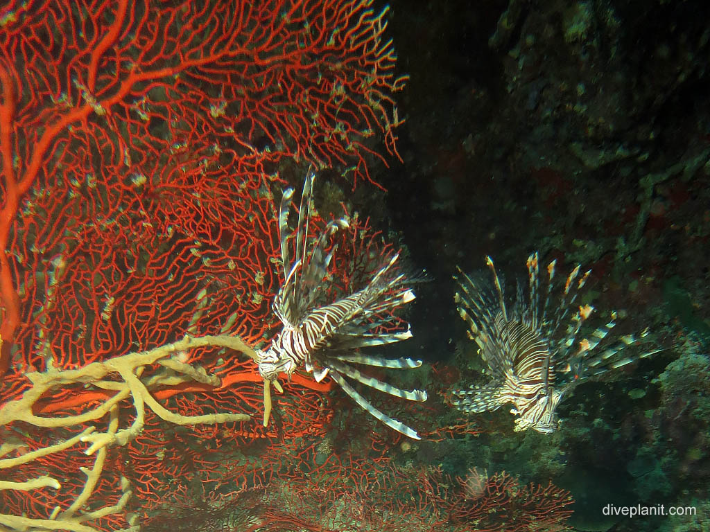 Two Lionfish at Uepi Point diving Uepi in the Solomon Islands by Diveplanit