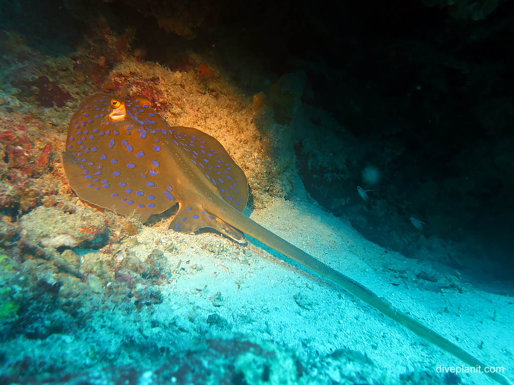 Blue spotted ray at Chanapoana Point diving Uepi in the Solomon Islands by Diveplanit