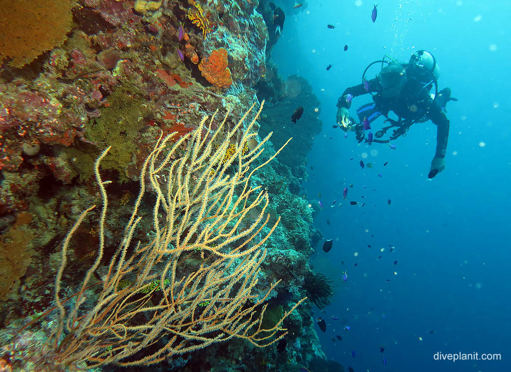 Diver on the wall at Chanapoana Point diving Uepi in the Solomon Islands by Diveplanit