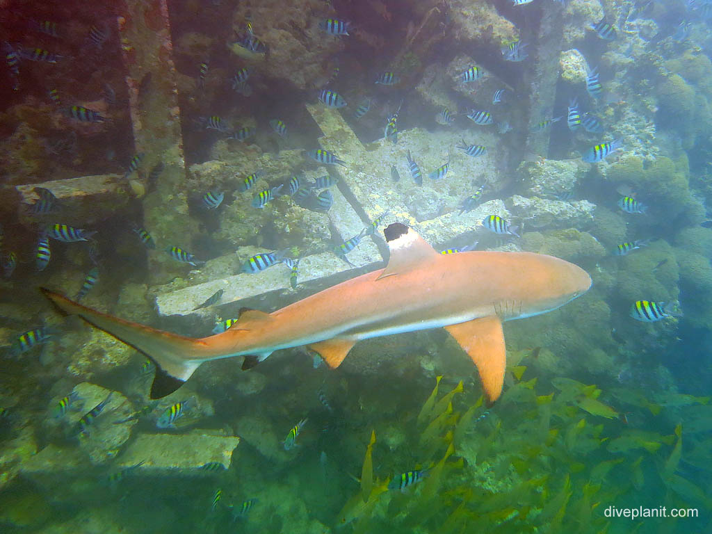 Black tipped reef shark below Welcome Jetty at jetty snorkel diving Uepi in the Solomon Islands by Diveplanit