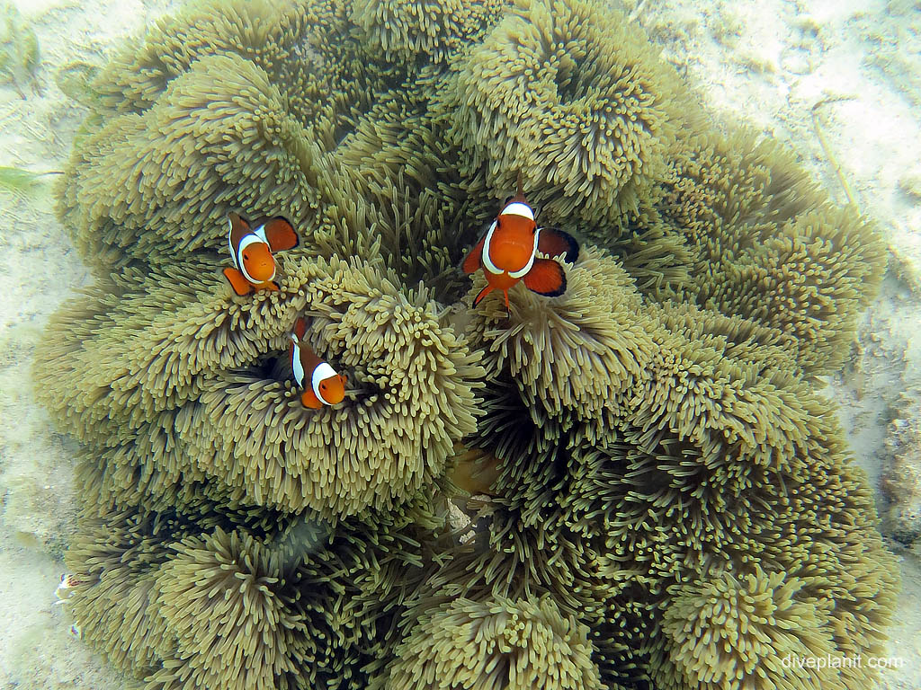 Sea Anemone with Clownfish at the lagoon diving Uepi in the Solomon Islands by Diveplanit