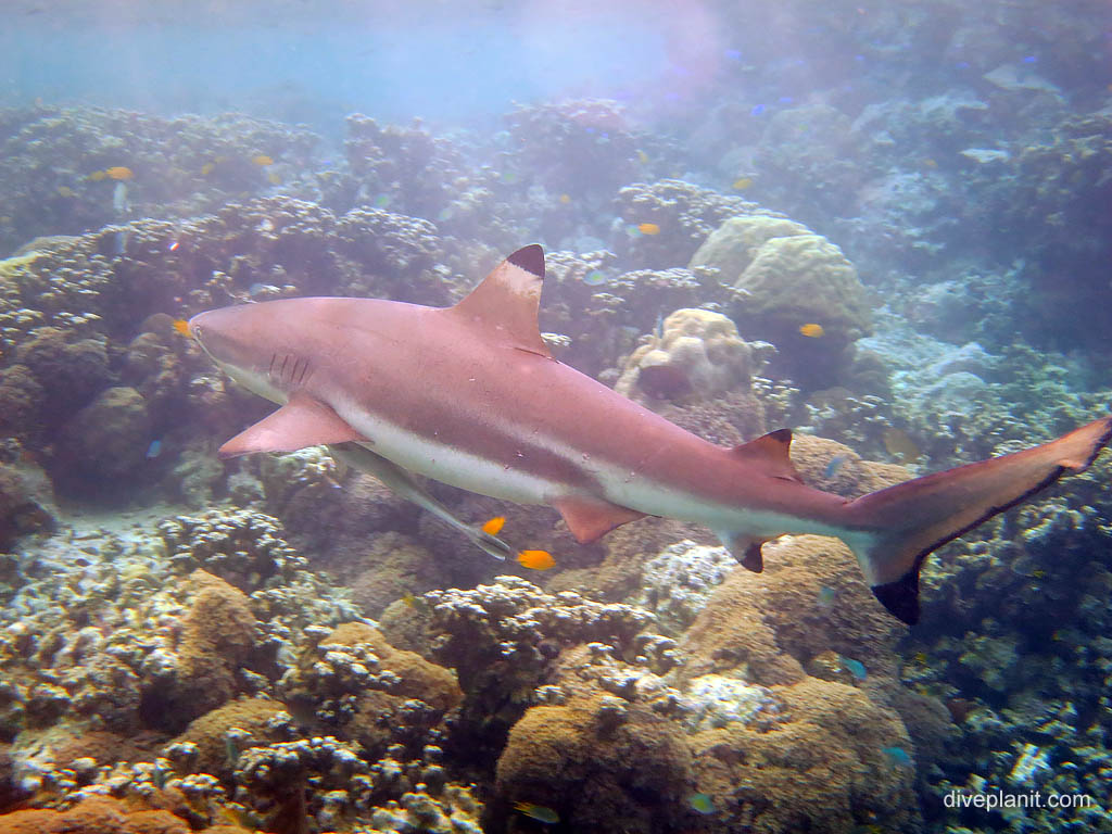 Black tipped reef shark comes in close at jetty snorkel diving Uepi in the Solomon Islands by Diveplanit