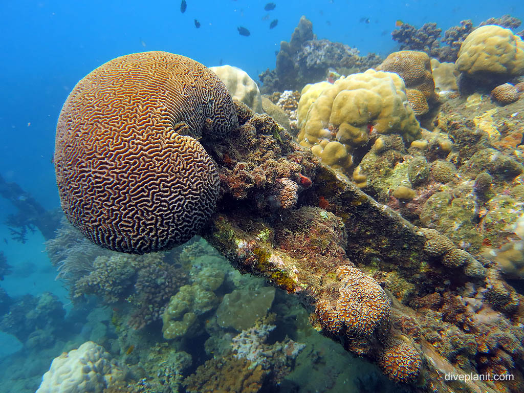 Brain coral on the end of a beam at Bonegi 1 diving Guadalcanal. Scuba holiday travel planning for Solomon Islands - where, who and how