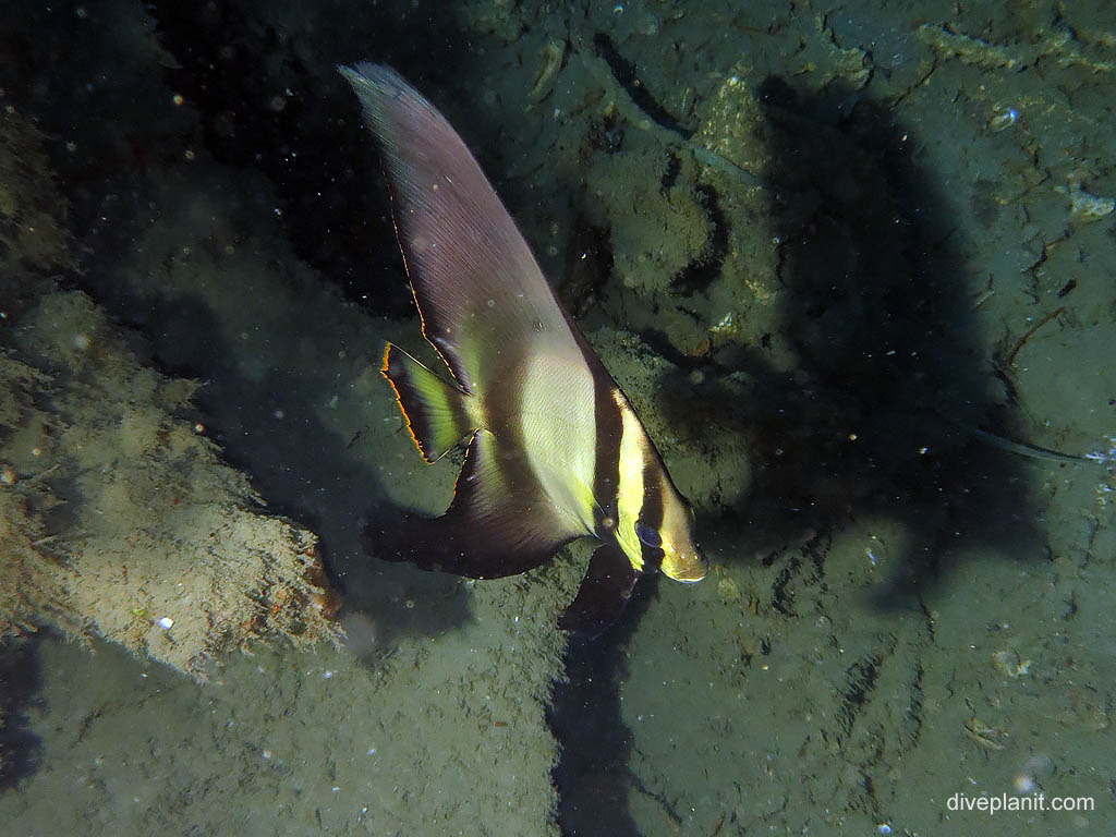 Longfin batfish at Bonegi 2 diving Honiara in the Solomon Islands by Diveplanit