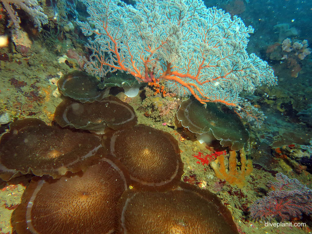 Mushrooms with sea fan at Bonegi 2 diving Honiara in the Solomon Islands by Diveplanit