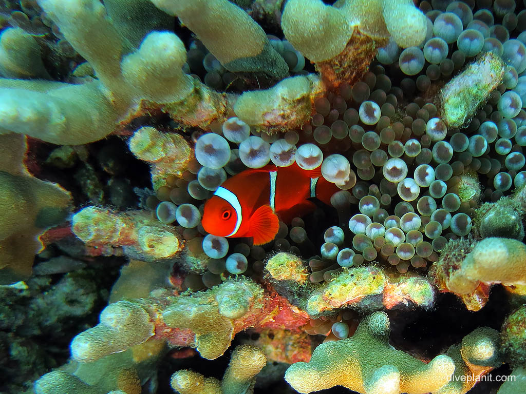 Spinecheck anemonefish at I-1 Submarine diving Honiara in the Solomon Islands by Diveplanit