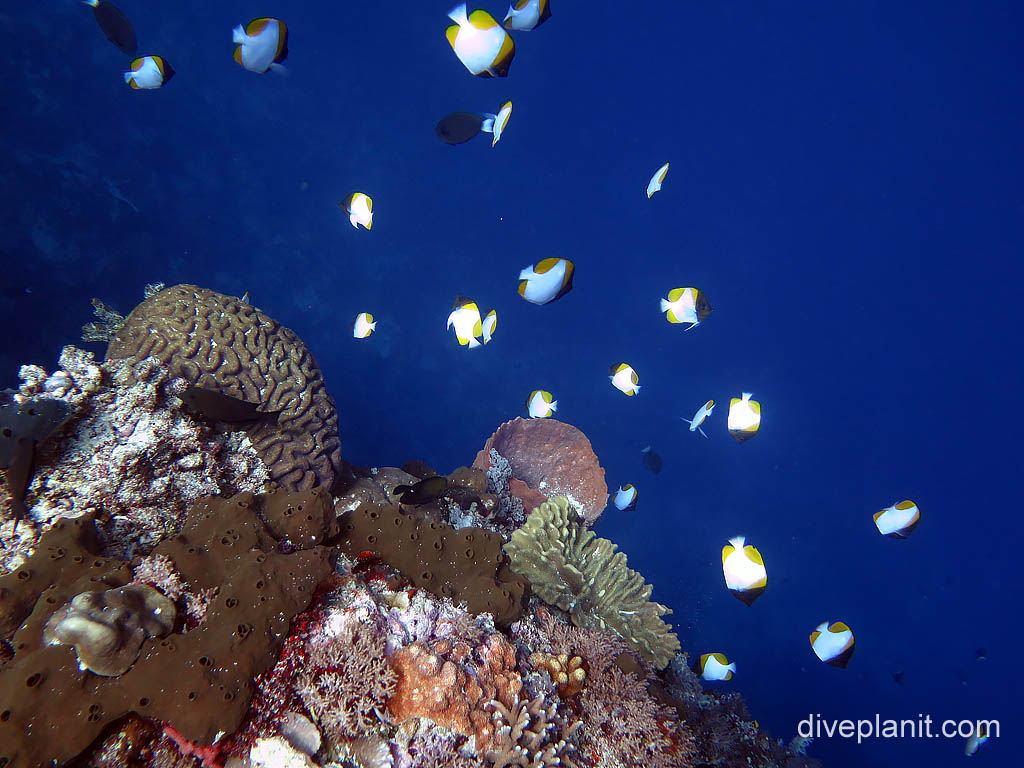 Locality: pyramid butterfly in profusion at Muka Kambung at Bunaken diving with Thalassa Resort. Scuba holiday travel planning tips for North Sulawesi - where, who and how