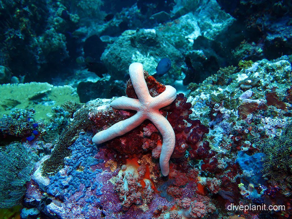 Pale pink starfish at Sahaung on Bangka Island diving with Thalassa Resort. Scuba holiday travel planning tips for North Sulawesi - where, who and how