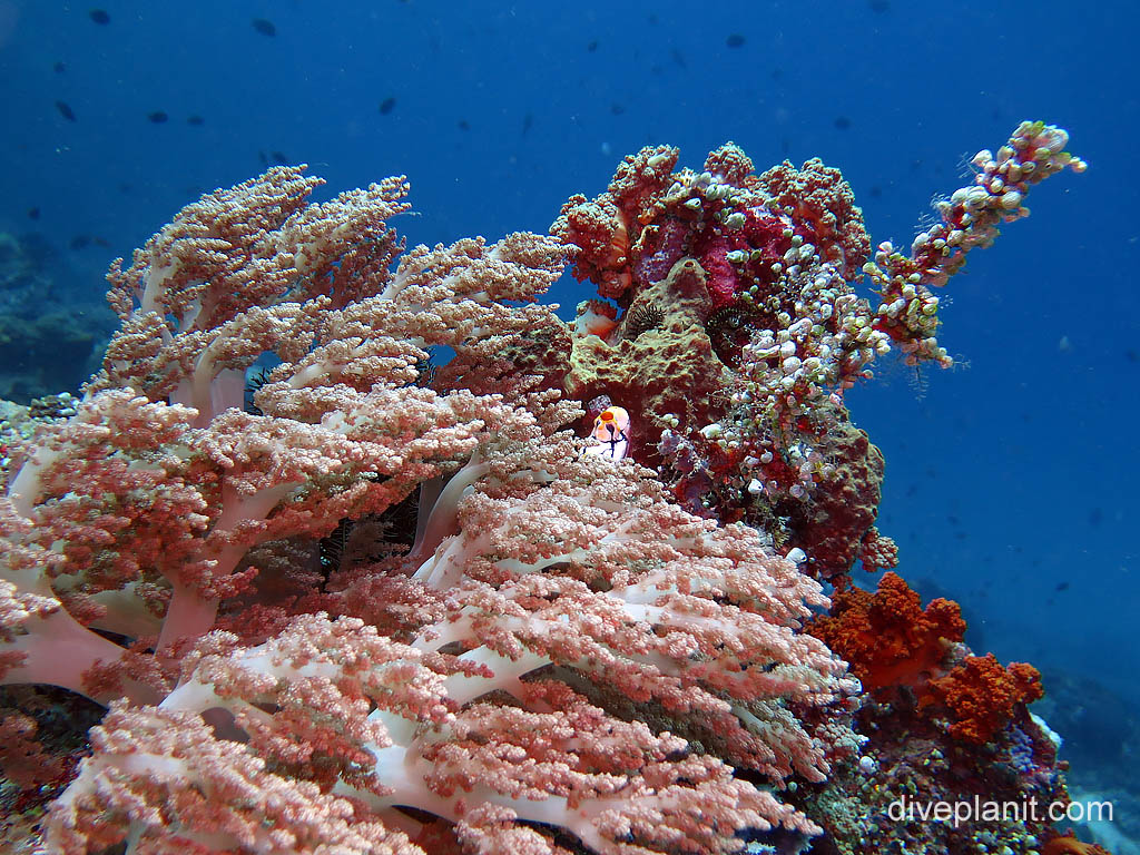 Soft pink coral in the current at Sahaung on Bangka Island diving with Thalassa Resort. Scuba holiday travel planning tips for North Sulawesi - where, who and how