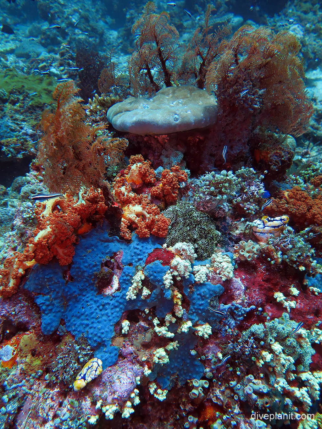 Colourful reefs everywhere at Sahaung on Bangka Island diving with Thalassa Resort. Scuba holiday travel planning tips for North Sulawesi - where, who and how