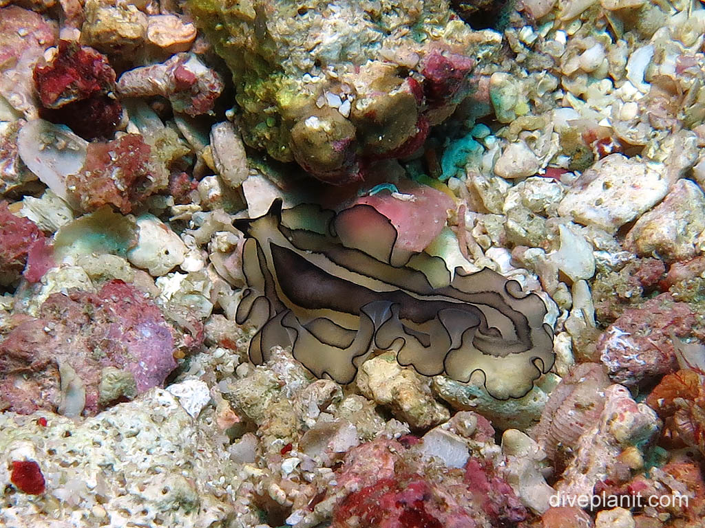 Polyclad flatworm at Sahaung on Bangka Island diving with Thalassa Resort. Scuba holiday travel planning tips for North Sulawesi - where, who and how