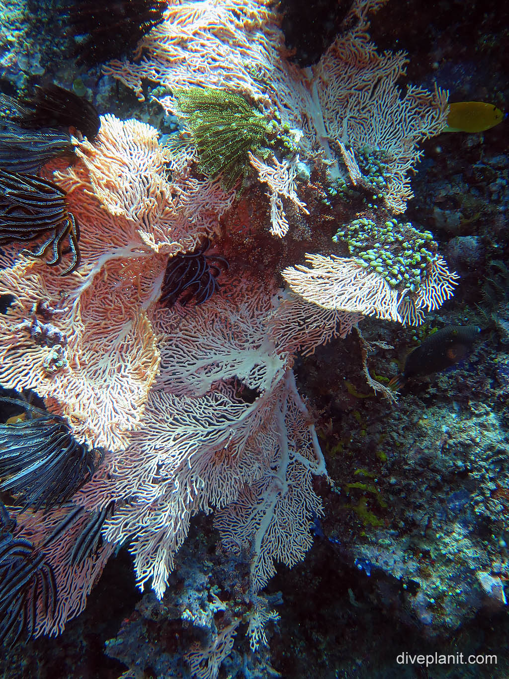 White sea ferns with featherstars at Sahaung on Bangka Island diving with Thalassa Resort. Scuba holiday travel planning tips for North Sulawesi - where, who and how