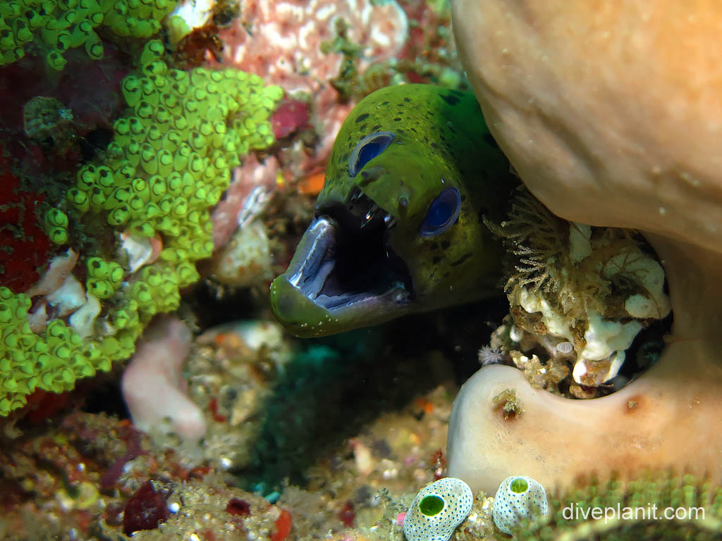 Undulated moray - bright green with his mum's blue eyes ;) at Batu Mandi on Bangka Island diving with Thalassa Resort. Scuba holiday travel planning tips for North Sulawesi - where, who and how