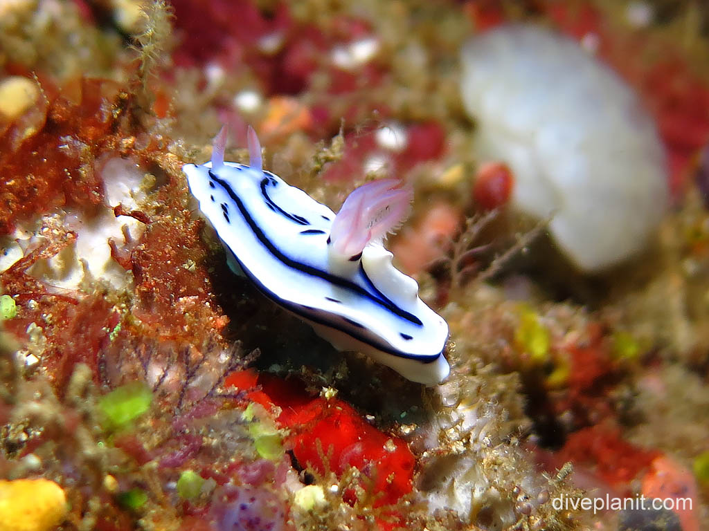 Nudi - White with blue stripes (race car) at Batu Mandi on Bangka Island diving with Thalassa Resort. Scuba holiday travel planning tips for North Sulawesi - where, who and how