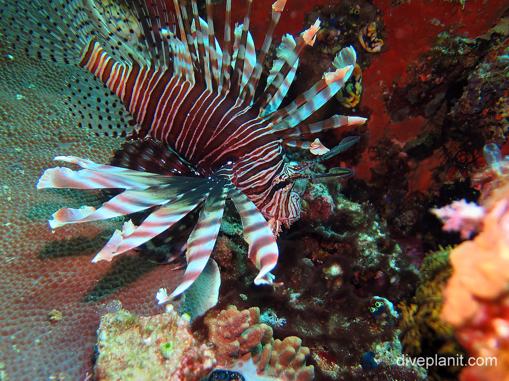 Common lionfish at Batu Mandi on Bangka Island diving with Thalassa Resort. Scuba holiday travel planning tips for North Sulawesi - where, who and how
