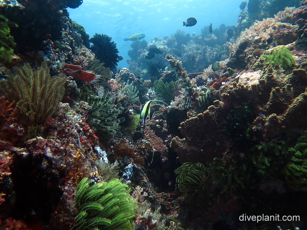 Peaceful reef scene at Batu Mandi on Bangka Island diving with Thalassa Resort. Scuba holiday travel planning tips for North Sulawesi - where, who and how