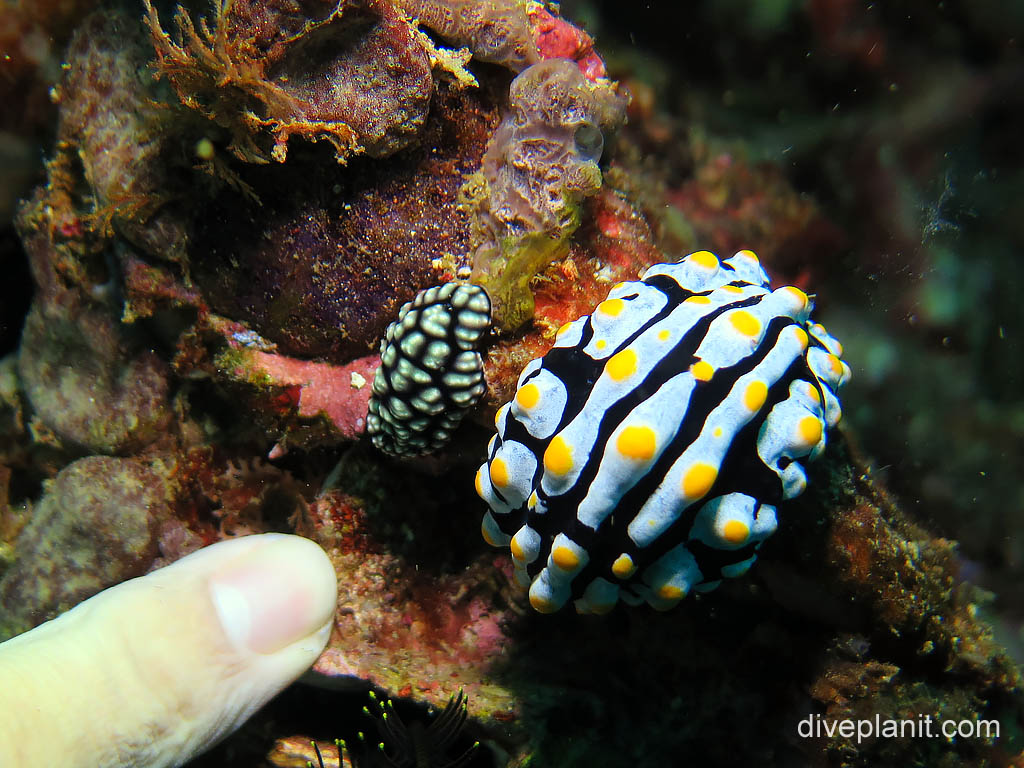 Phyllidia Varicose and friend - green bead nudi at Batu Mandi on Bangka Island diving with Thalassa Resort. Scuba holiday travel planning tips for North Sulawesi - where, who and how