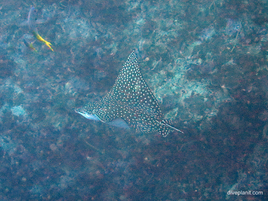 Spotted eagle ray at The Elbow diving Uepi in the Solomon Islands by Diveplanit