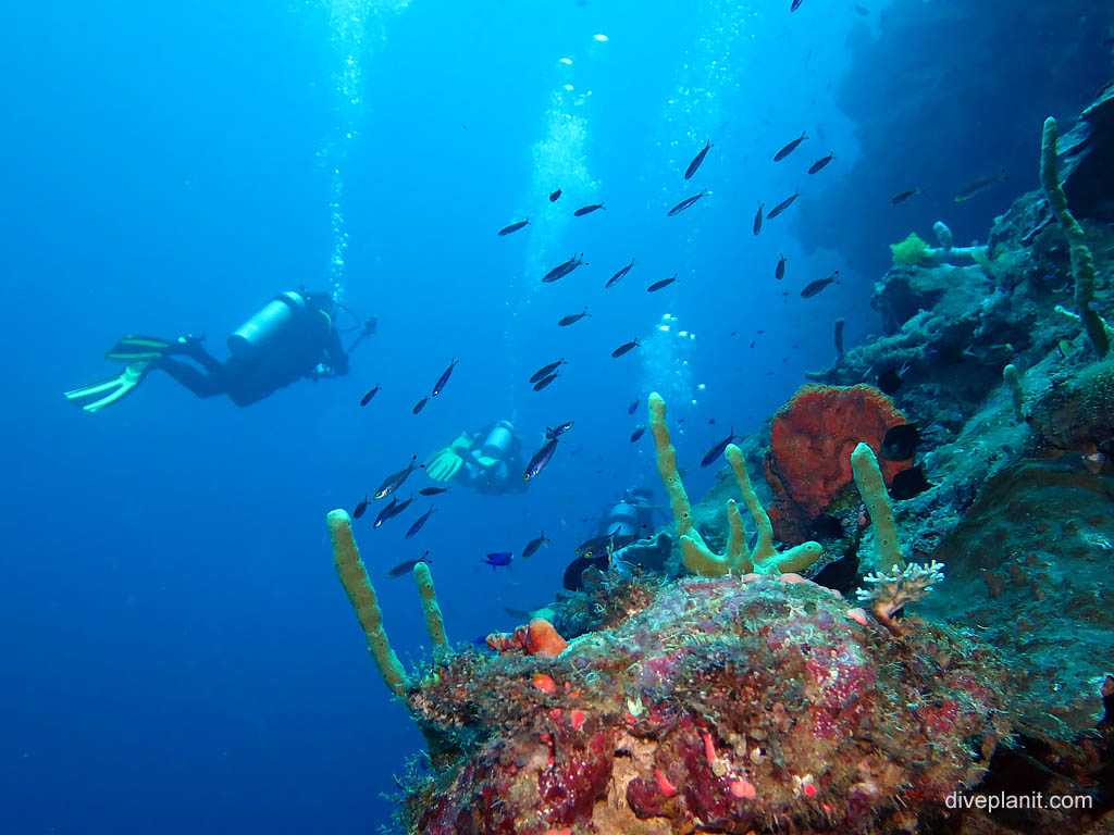 Water clarity at The Elbow diving Uepi in the Solomon Islands by Diveplanit