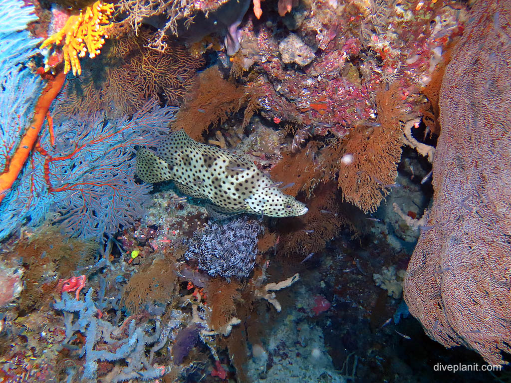 Barramundi Cod at The Elbow diving Uepi in the Solomon Islands by Diveplanit