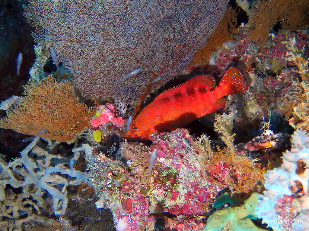 Banded coral trout at The Elbow diving Uepi in the Solomon Islands by Diveplanit