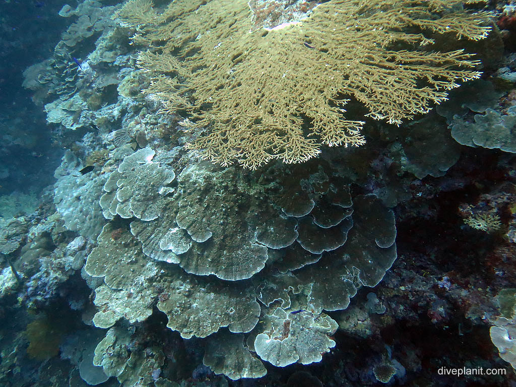 Acropora coral on top of plate coral at The Elbow diving Uepi in the Solomon Islands by Diveplanit