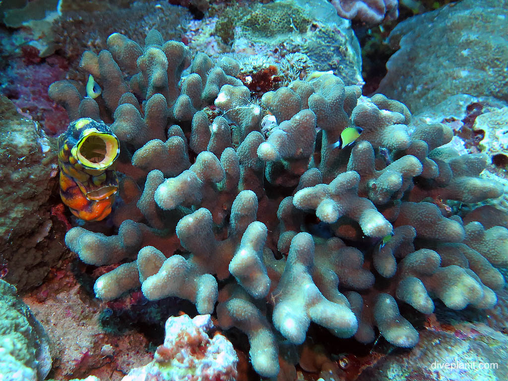 Colourful ascidian amongst the hydrocoral at The Elbow diving Uepi in the Solomon Islands by Diveplanit