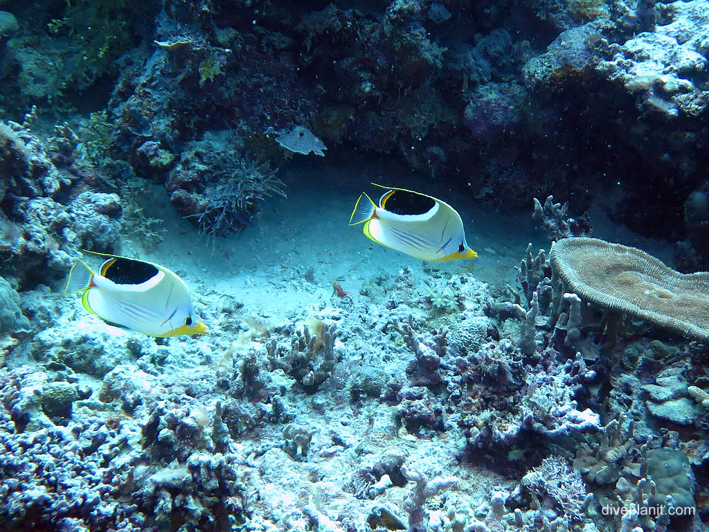 Pair of saddle butterflyfish at Landoro Garden diving Uepi in the Solomon Islands by Diveplanit