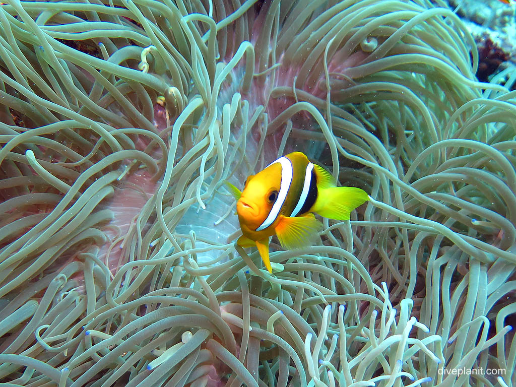 Local anemonefish: golden mouth and tail at Landoro Garden diving Uepi in the Solomon Islands by Diveplanit