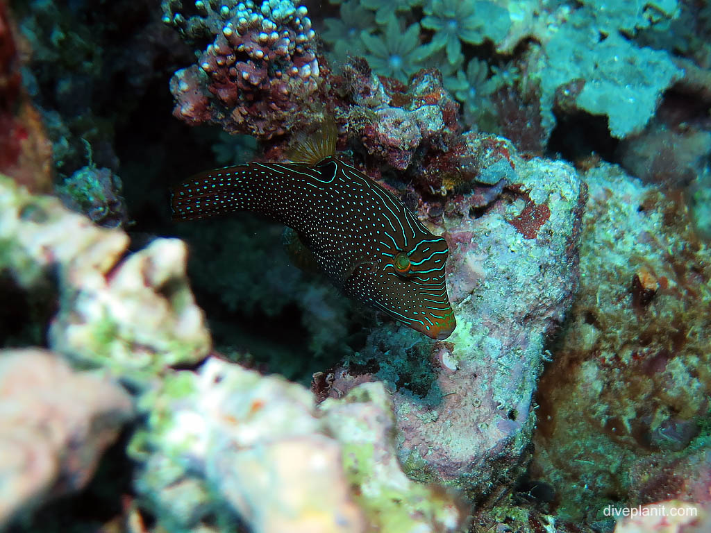 Netted Toby at Landoro Garden diving Uepi in the Solomon Islands by Diveplanit