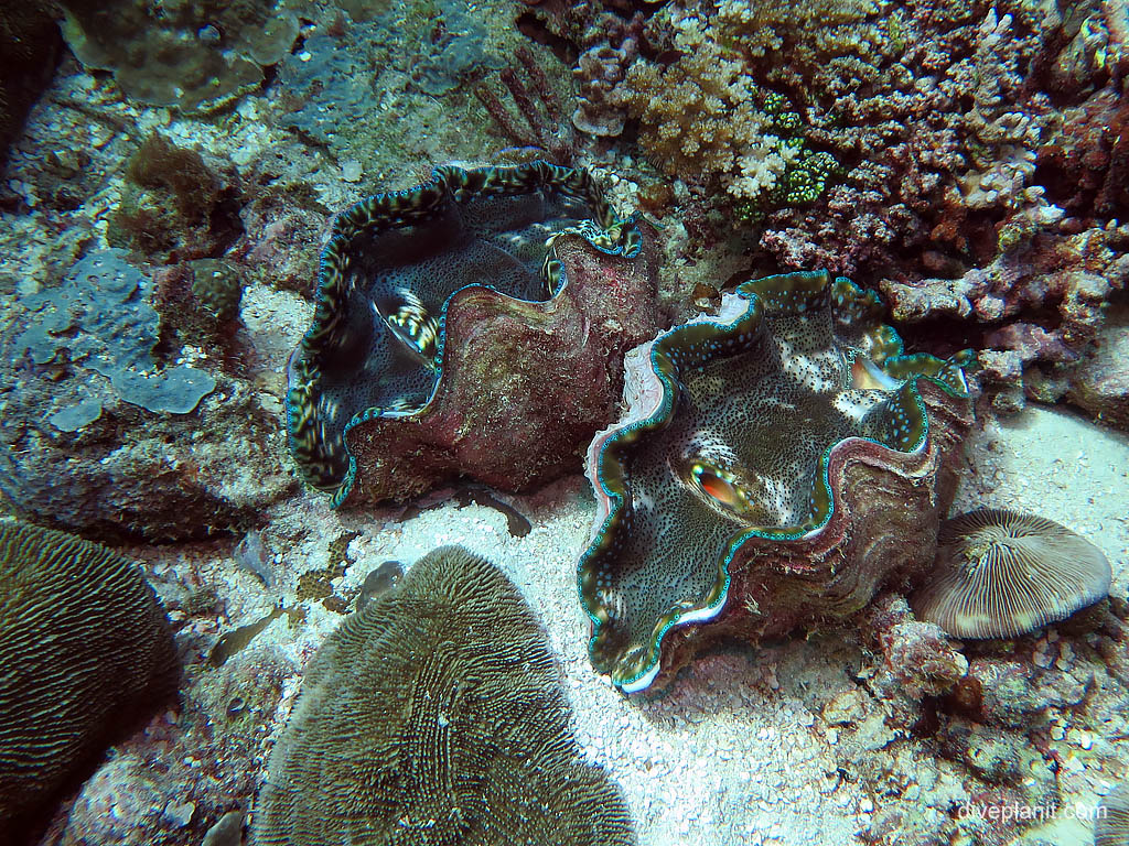 Two big bivalves at Landoro Garden diving Uepi in the Solomon Islands by Diveplanit