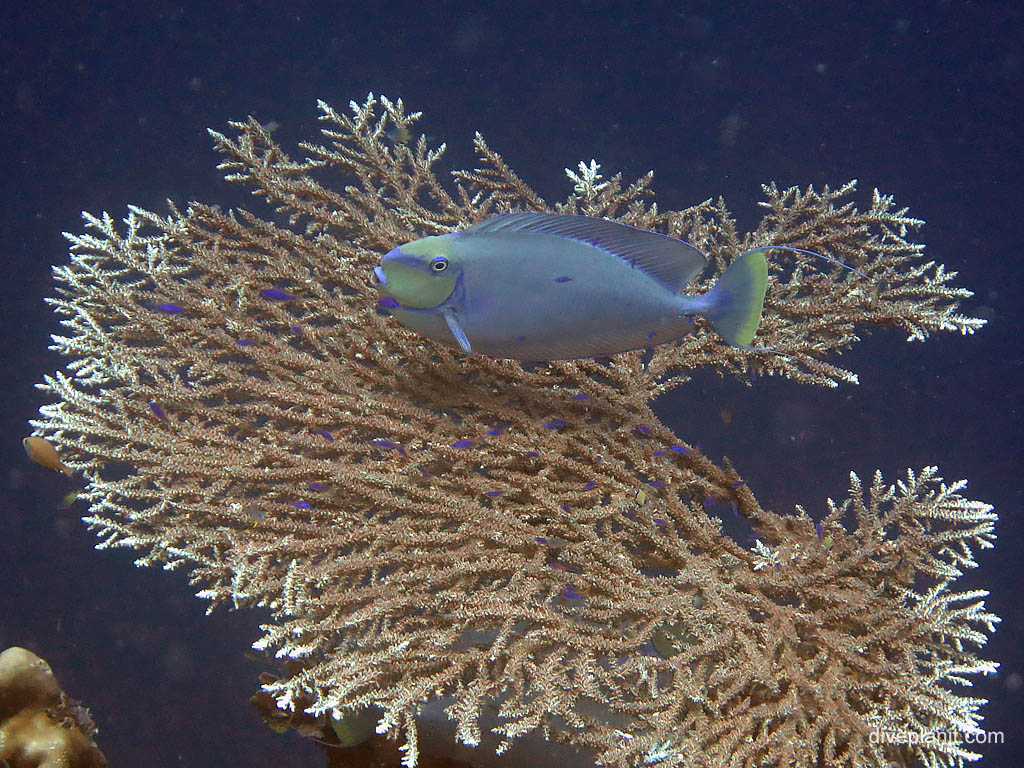 Bignose unicornfish at Landoro Garden diving Uepi in the Solomon Islands by Diveplanit