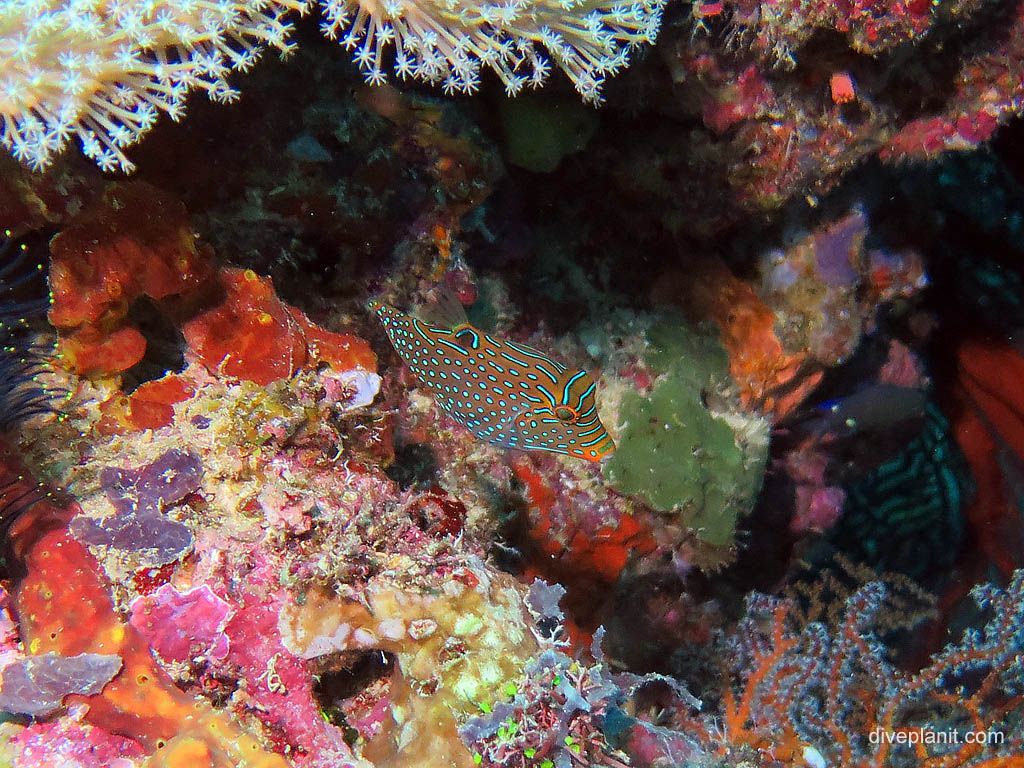 Netted Toby at Uepi Point diving Uepi in the Solomon Islands by Diveplanit