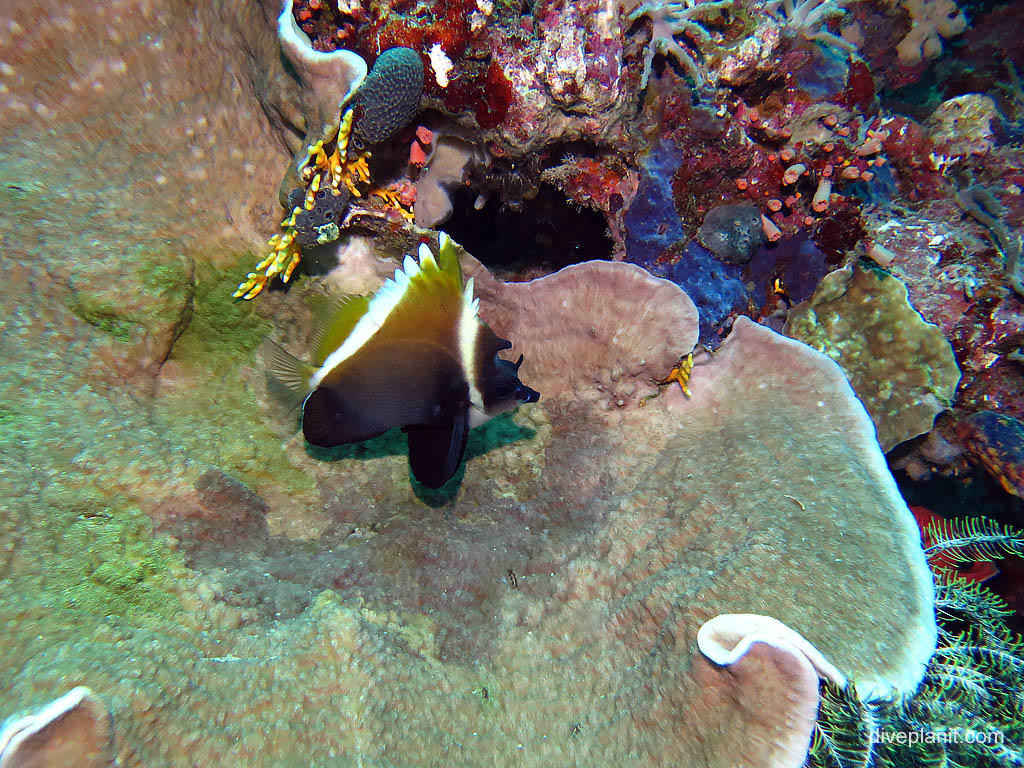 Horned Bannerfish at Uepi Point diving Uepi in the Solomon Islands by Diveplanit