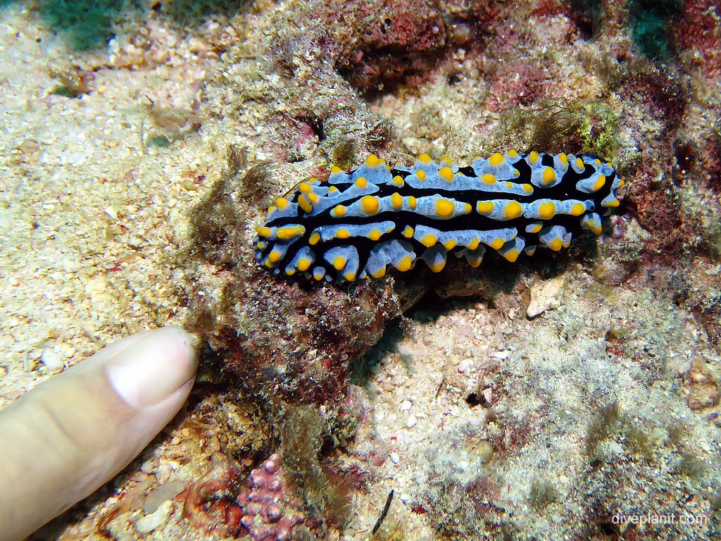 Nudi at Uepi Point diving Uepi in the Solomon Islands by Diveplanit