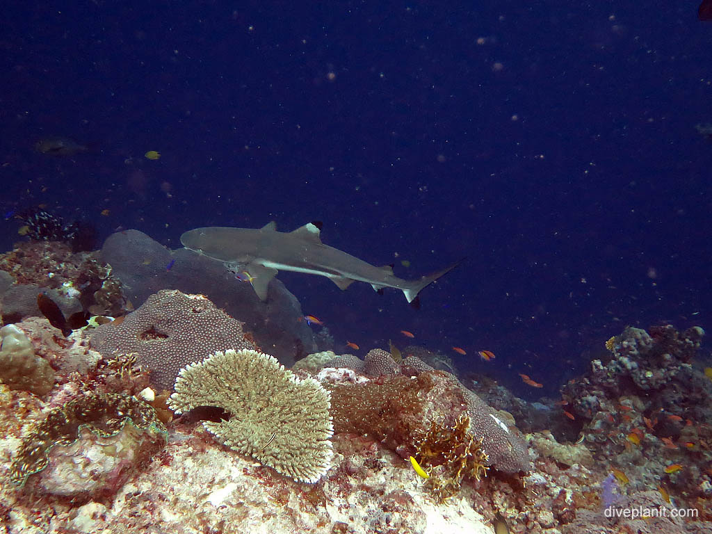 Black tip shark below at Uepi Point diving Uepi in the Solomon Islands by Diveplanit
