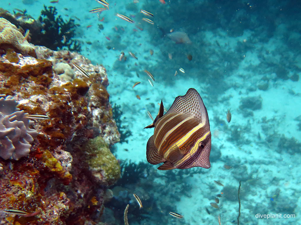 Sailfin Tang at Uepi Point diving Uepi in the Solomon Islands by Diveplanit
