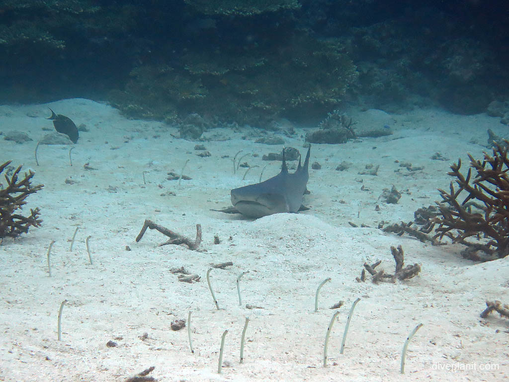 Shark resting on the sand at Uepi Point diving Uepi in the Solomon Islands by Diveplanit