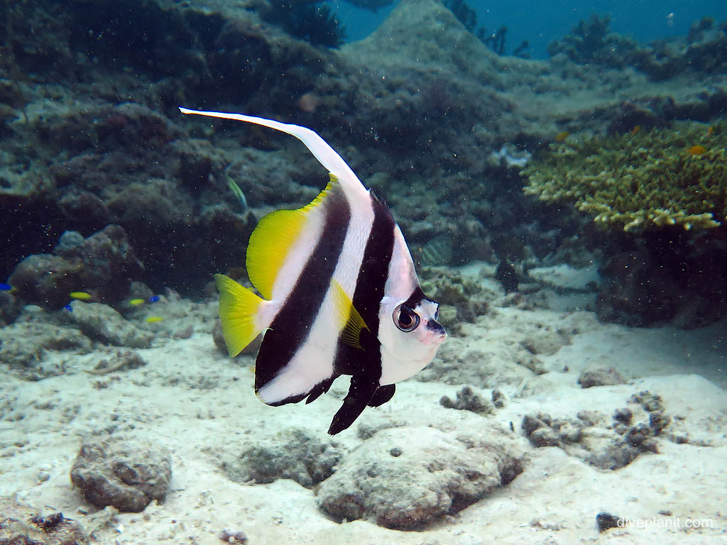 Buzzed by Schooling bannerfish at Uepi Point diving Uepi in the Solomon Islands by Diveplanit