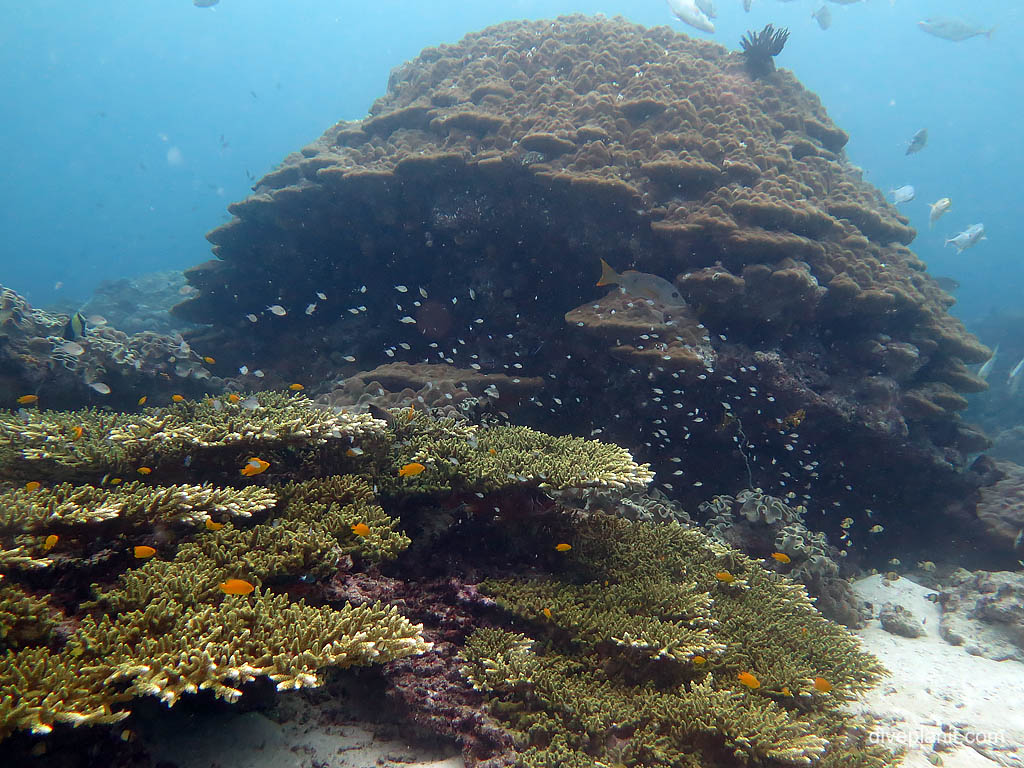 Coral stack at Uepi Point diving Uepi in the Solomon Islands by Diveplanit