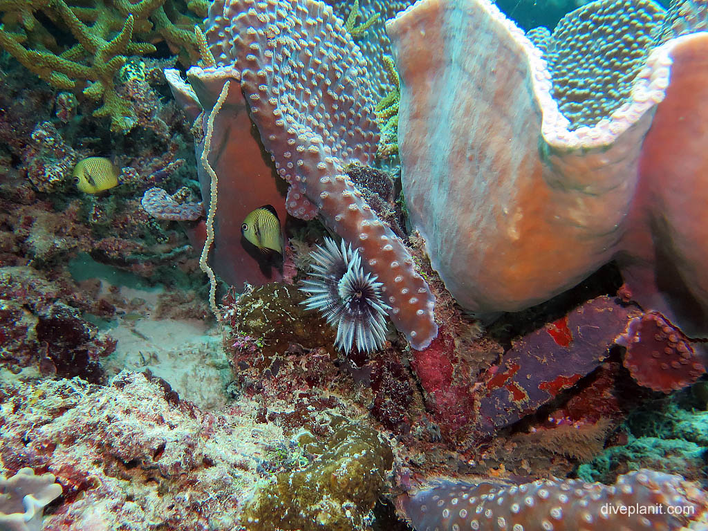 Large segmented worm and vase coral diving Uepi at Uepi Point in the Solomon Islands by Diveplanit