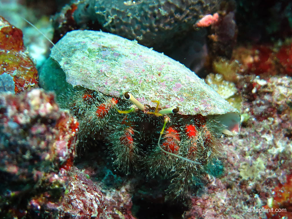 Hairy legged hermit crab at Uepi Point diving Uepi in the Solomon Islands by Diveplanit