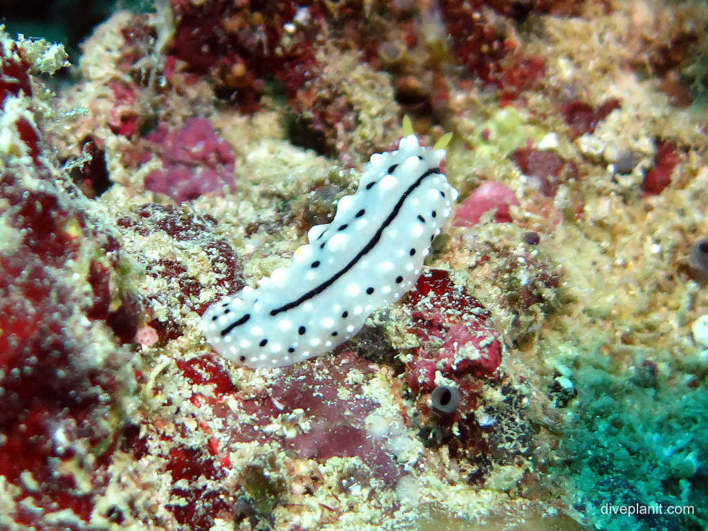 Nudi at Uepi Point diving Uepi in the Solomon Islands by Diveplanit