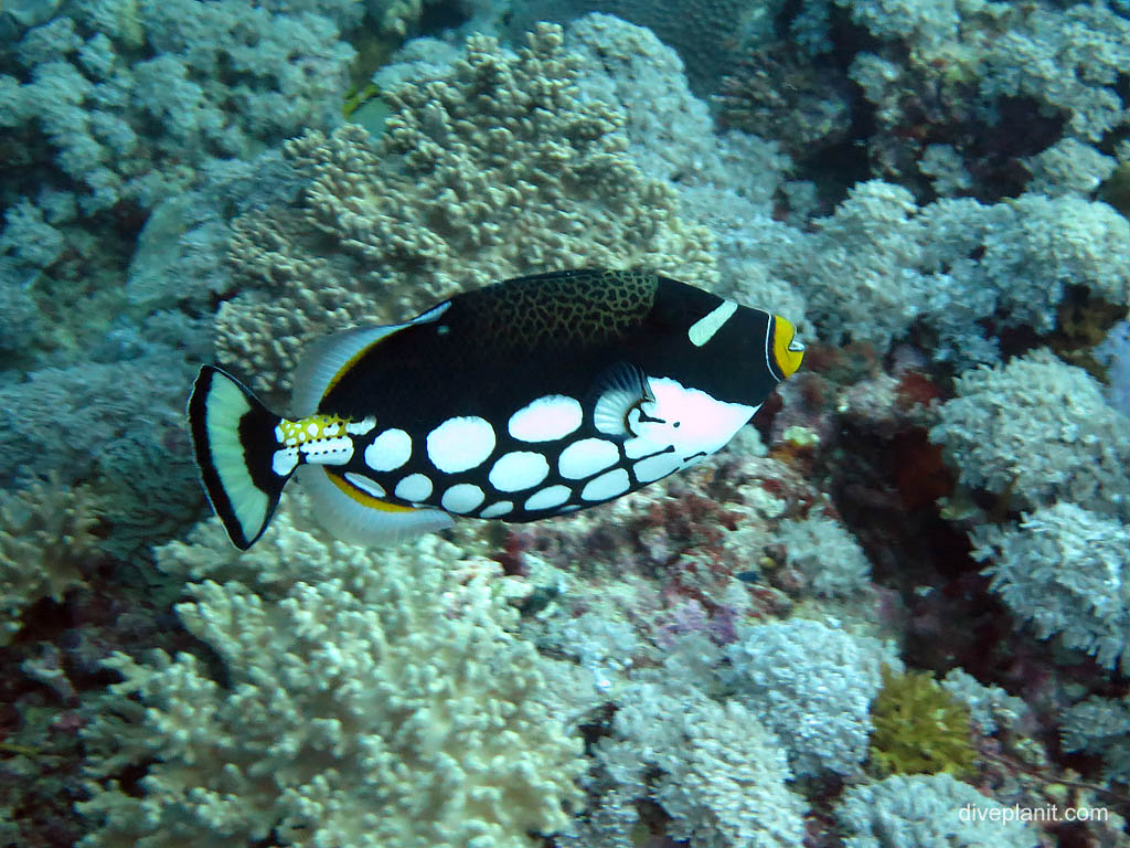 Clown triggerfish at Uepi Point diving Uepi in the Solomon Islands by Diveplanit