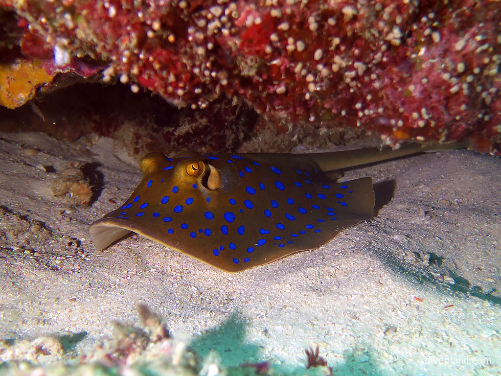 Blue spotted ray - not happy about being spotted at Uepi Point diving Uepi in the Solomon Islands by Diveplanit